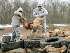 網(wǎng)傳“今珠多糖可防治非洲豬瘟”是真是假？
