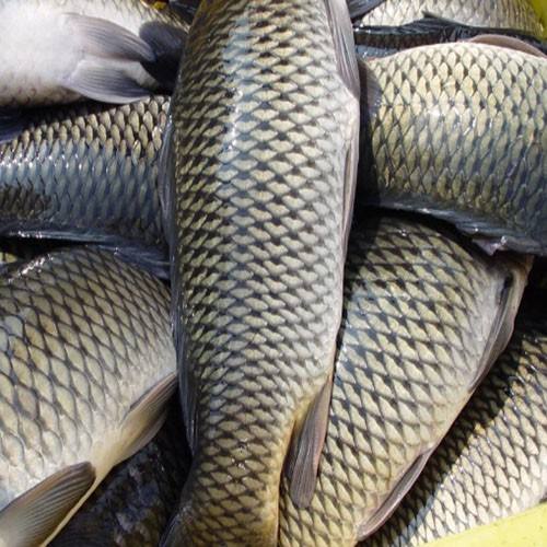 草魚中檢測出獸藥殘留，為什么水產(chǎn)品頻頻中招