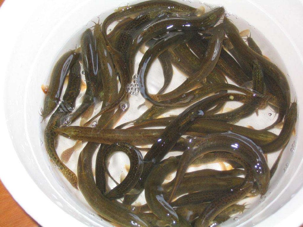 泥鰍中檢測(cè)出獸藥殘留，水產(chǎn)品購(gòu)買(mǎi)時(shí)一定要警惕!