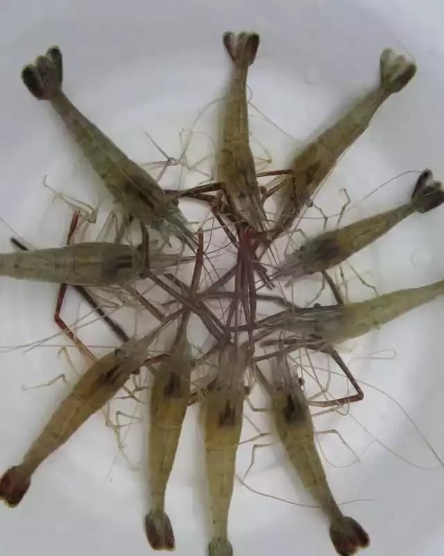 農(nóng)貿(mào)市場中出售的河蝦、鴨肫獸藥殘留超標(biāo)，購買時一定要注意