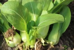 農(nóng)藥殘留速測儀可以規(guī)范農(nóng)藥的使用嗎？